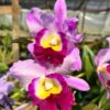 Cattleya-9.jpg Cattleya Rosa Striatta Muda