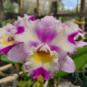 Cattleya Branca e Rosa Híbrida Muda