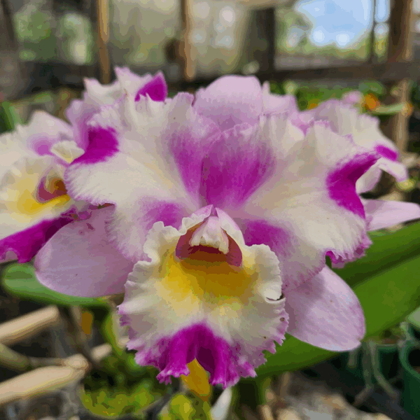 Cattleya Branca e Rosa Híbrida Muda