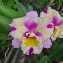 Cattleya-Nobiles-Flash.jpg Cattleya Rosa Flameada Adulta Premium