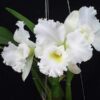 Cattleya Branca Adulta Premium