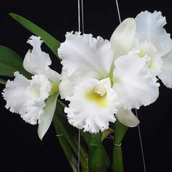 Cattleya Branca Adulta Premium