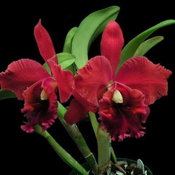 Cattleya-Nobiles-rock-4.jpg Cattleya Vinho Adulta Premium