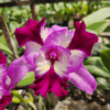 Cattleya-Rosa-flameada-de-Roxo.png Cattleya Roxa Flameada Adulta Premium