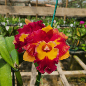 Cattleya Vermelha e Amarela Híbrida Muda