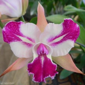 Cattleya-chyong-guu-benz-fong-yuen-foto-flor.jpg Cattleya Mariposa Híbrida Muda