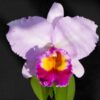 Cattleya Rosa Adulta Premium