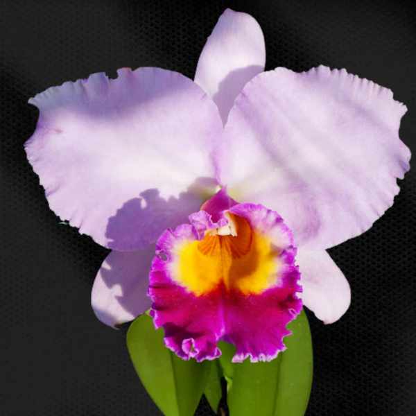 Cattleya Rosa Adulta Premium