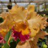 Cattleya-laranja-e-vermelho.png Cattleya Laranja e Vermelha Híbrida Muda