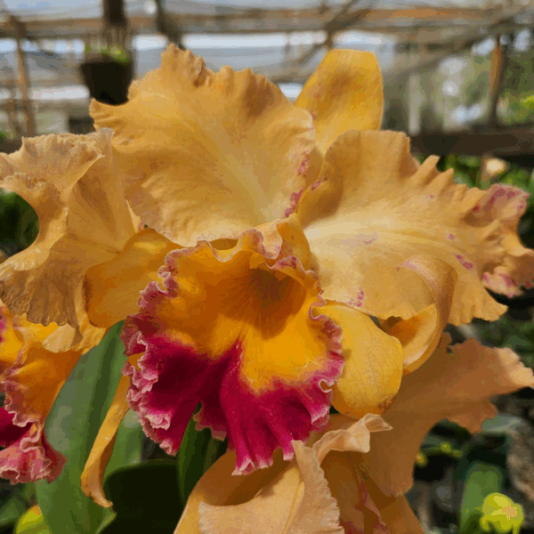 Cattleya-laranja-e-vermelho.png Cattleya Laranja e Vermelha Híbrida Muda