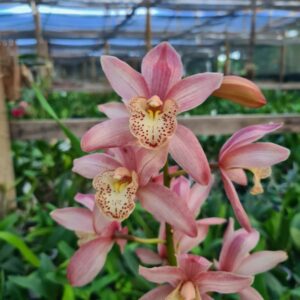 Cymbidium Pessego Muda
