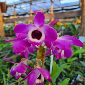 Dendrobium Lilás do Olho do Preto Muda