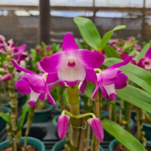 Dendrobium Lilás do Olho do Branco Muda