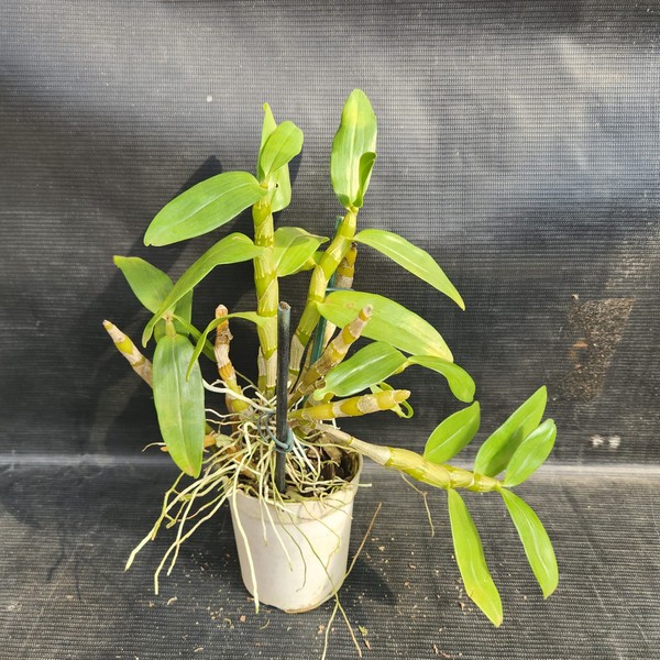 Dendrobium-adulto-2.jpg Dendrobium Nobile Branco do olho vinho adulta