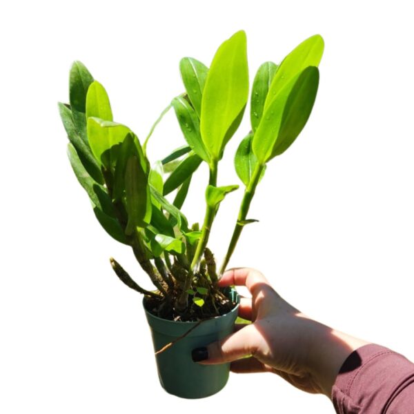 Design-sem-nome.png-1.jpeg Dendrobium Nobile Branco do olho vinho adulta