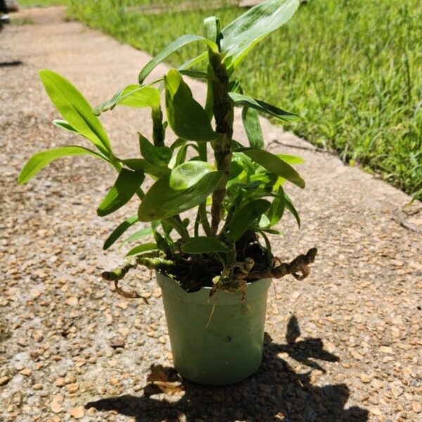 Design-sem-nome.png-2.jpeg Dendrobium Nobile Branco do olho vinho adulta