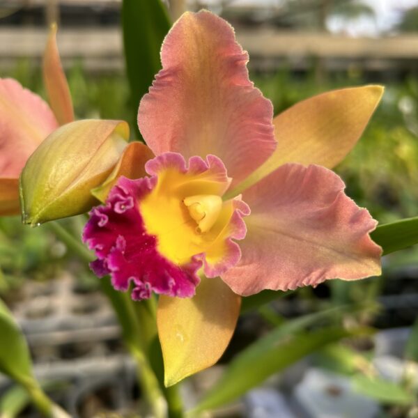 Cattleya Laranja Clara Híbrida Pré-adulta