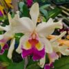 Fabiana-Lahr-1.jpg Cattleya Bege com Amarelo Híbrida Muda