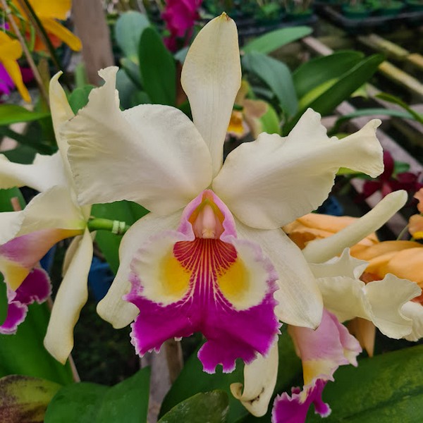 Fabiana-Lahr-1.jpg Cattleya Bege com Amarelo Híbrida Muda