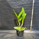 Francis-tcau-X-Loddigesii-alba-ADULTA-1-1.webp Cattleya Goiaba Adulta Premium