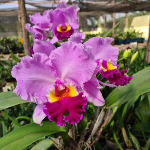 IMG-20220131-WA0011-e1681921853690.jpg Cattleya Rosa Adulta Premium