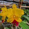 IMG-20220608-WA0010.jpg Cattleya Amarela Adulta Premium