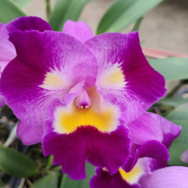 IMG-20230301-WA0028-e1683229528978.jpg Cattleya Roxa Flameada Adulta Premium