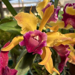 IMG_0199-scaled-1.jpeg Cattleya Amarela com Rosa Híbrida Pré-adulta