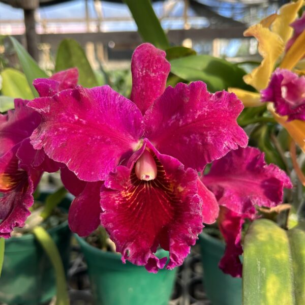 Cattleya Roxinho  Híbrida Muda