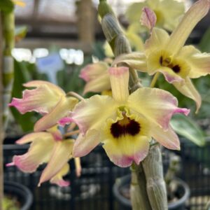 IMG_0225-scaled-1.jpeg Dendrobium Nobile Amarelo do olho preto adulta