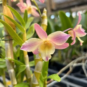Dendrobium Amarelo Mini Rosado Muda