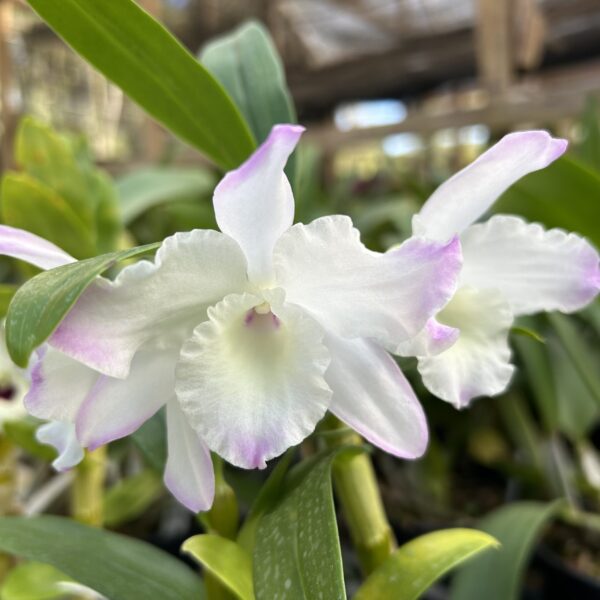 IMG_0228-scaled-1.jpeg Dendrobium Branco Muda