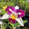 Cattleya Borboleta Híbrida Pré-adulta