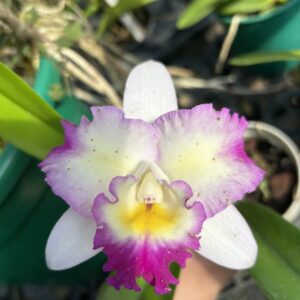 IMG_0270-scaled-1.jpg Cattleya Branca com lilás Híbrida Pré-adulta