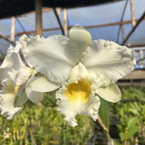 IMG_0272-scaled-1.jpg Cattleya Alba Híbrida Pré-adulta