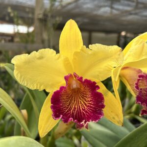 IMG_0273-scaled-1.jpg Cattleya Amarela Especial Híbrida Pré-adulta