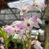 IMG_0472.jpg Dendrobium Mini Lilás olho preto Muda