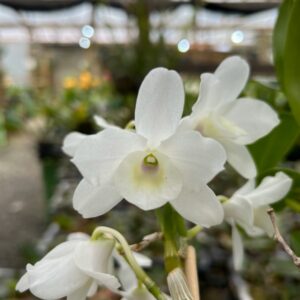 Dendrobium Mini Branco Muda