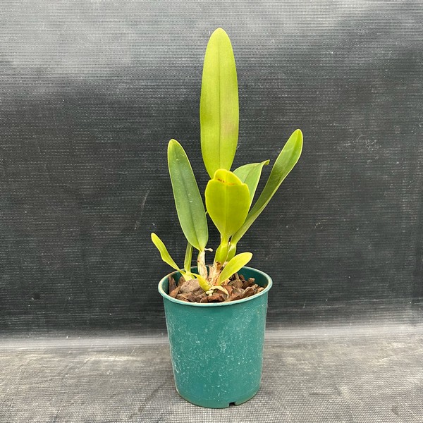 IMG_0542.jpg Cattleya Goiaba Híbrida jovem