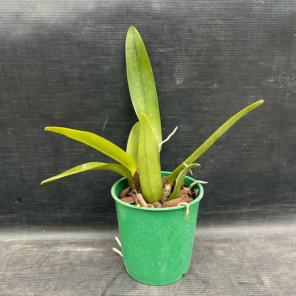 Cattleya Vermelha e Amarela Híbrida jovem 