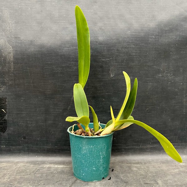 IMG_0544.jpg Cattleya Alba Híbrida Jovem