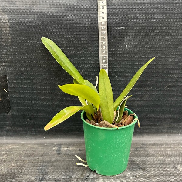 IMG_0550.jpg Cattleya Goiaba Híbrida jovem