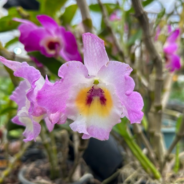 Dendrobium Nobile Rosa adulta