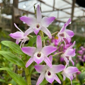 Dendrobium Mini Branco com rosa Muda