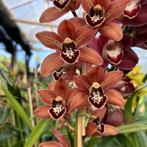 IMG_0923-scaled-1.jpeg Cymbidium Salmão Muda