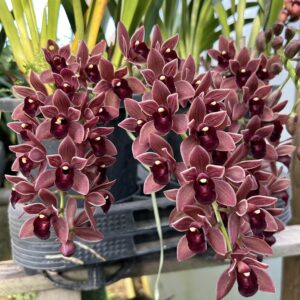 Cymbidium Pendente Doroty Muda