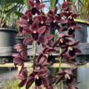 IMG_0932-scaled-1.jpeg Cymbidium Pendente Vinho Muda