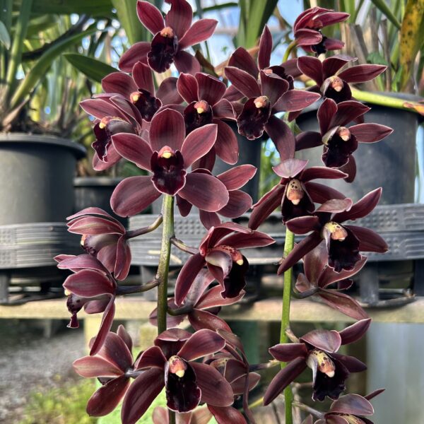 IMG_0932-scaled-1.jpeg Cymbidium Pendente Vinho Muda