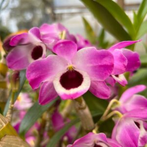 IMG_0996-1.jpg Dendrobium Nobile lilás do olho preto adulta