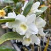 Dendrobium Nobile Branco adulta